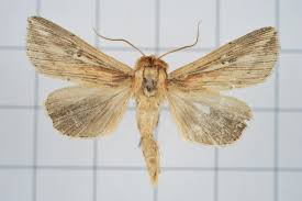 Attēlu rezultāti vaicājumam “Mythimna sp.”