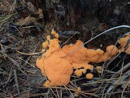 Attēlu rezultāti vaicājumam “Tubifera montana”