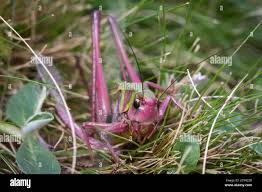 Attēlu rezultāti vaicājumam “Decticus verrucivorus nymph”