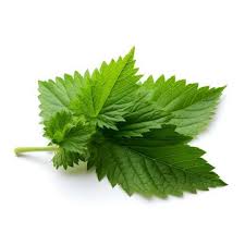 Attēlu rezultāti vaicājumam “Urtica dioica leaf”