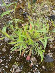 Attēlu rezultāti vaicājumam “Picris hieracioides”