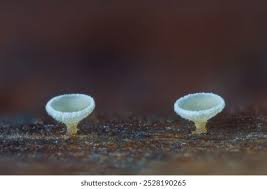 Attēlu rezultāti vaicājumam “Lachnum virgineum”