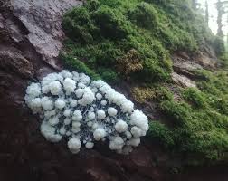 Attēlu rezultāti vaicājumam “Brefeldia maxima young”