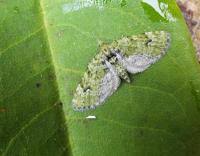 Attēlu rezultāti vaicājumam “Chloroclystis v-ata”