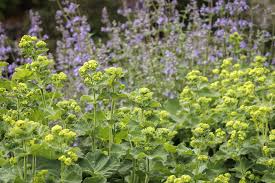 Image result for Alchemilla mollis