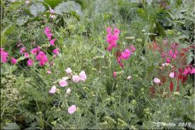 Attēlu rezultāti vaicājumam “Gladiolus imbricatus flower”