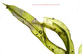 Attēlu rezultāti vaicājumam “Barbula unguiculata”