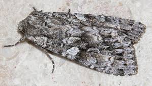 Attēlu rezultāti vaicājumam “Eurois occulta”