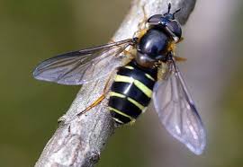 Attēlu rezultāti vaicājumam “Dasysyrphus tricinctus”