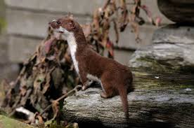 Attēlu rezultāti vaicājumam “Mustela nivalis adult”