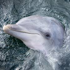 Afbeeldingsresultaat voor dolfijnen