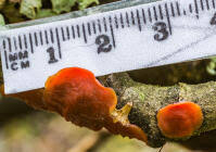 Attēlu rezultāti vaicājumam “Cytidia salicina”