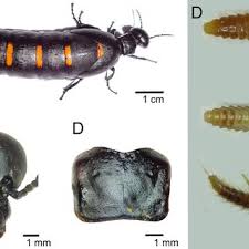Attēlu rezultāti vaicājumam “Meloe sp. imago”