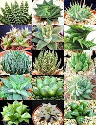 Image result for Haworthia mix