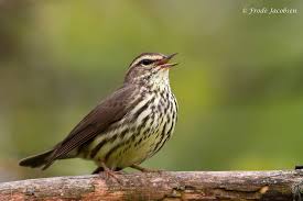 Image result for Seiurus noveboracensis