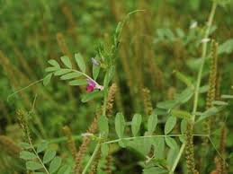 Attēlu rezultāti vaicājumam “Vicia angustifolia”