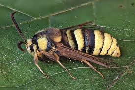 Attēlu rezultāti vaicājumam “Sesia apiformis”