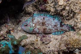 Image result for Calotomus carolinus