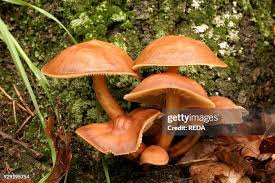 Attēlu rezultāti vaicājumam “Collybia sp.”