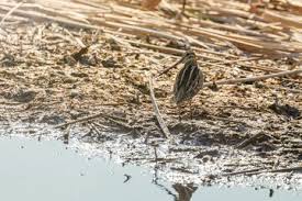 Attēlu rezultāti vaicājumam “Gallinago gallinago nest”