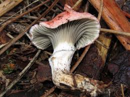 Attēlu rezultāti vaicājumam “Gomphidius roseus”