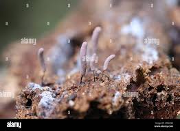 Attēlu rezultāti vaicājumam “Stemonitopsis hyperopta macro”