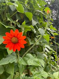 Image result for Tithonia rotundifolia