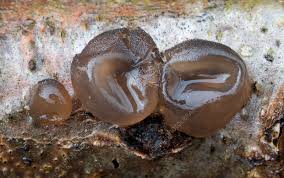 Attēlu rezultāti vaicājumam “Exidia glandulosa”