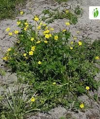 Attēlu rezultāti vaicājumam “Ranunculus repens flower”