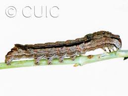 Attēlu rezultāti vaicājumam “Chionaspis salicis imago”