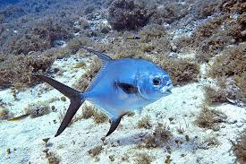 Image result for Trachinotus falcatus