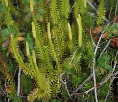 Attēlu rezultāti vaicājumam “Lycopodium annotinum”