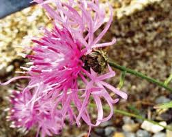 Attēlu rezultāti vaicājumam “Centaurea stoebe bud”