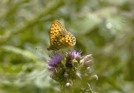 Attēlu rezultāti vaicājumam “Boloria dia upperside”