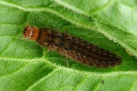 Attēlu rezultāti vaicājumam “Cantharis figurata”