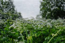 Attēlu rezultāti vaicājumam “Heracleum sosnowskyi leaf”
