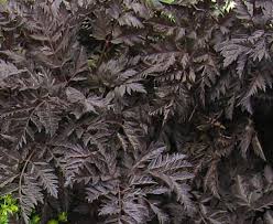 Attēlu rezultāti vaicājumam “Anthriscus sylvestris leaf”