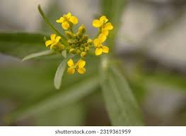 Attēlu rezultāti vaicājumam “Erysimum cheiranthoides leaf”