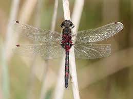 Attēlu rezultāti vaicājumam “Leucorrhinia”