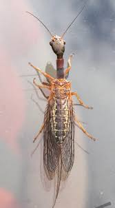 Attēlu rezultāti vaicājumam “Raphidioptera imago”