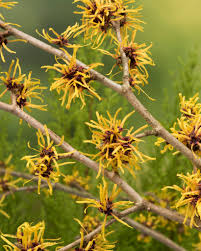 Attēlu rezultāti vaicājumam “Hamamelis mollis”