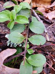 Attēlu rezultāti vaicājumam “Veronica officinalis leaf”