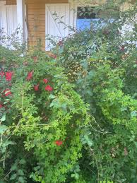 Image result for Ildblomkarse