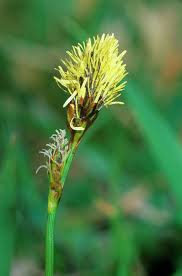 Attēlu rezultāti vaicājumam “Carex caryophyllea leaf”