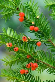 Attēlu rezultāti vaicājumam “Taxus baccata”