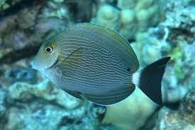 Image result for Ctenochaetus hawaiiensis