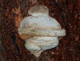 Attēlu rezultāti vaicājumam “Postia tephroleucus”