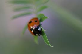 Attēlu rezultāti vaicājumam “Coccinella septempunctata imago”