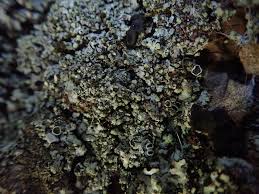 Attēlu rezultāti vaicājumam “Phaeophyscia orbicularis”