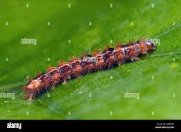 Attēlu rezultāti vaicājumam “Nola confusalis”